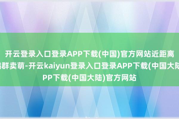 开云登录入口登录APP下载(中国)官方网站近距离不雅赏企鹅群卖萌-开云kaiyun登录入口登录APP下载(中国大陆)官方网站